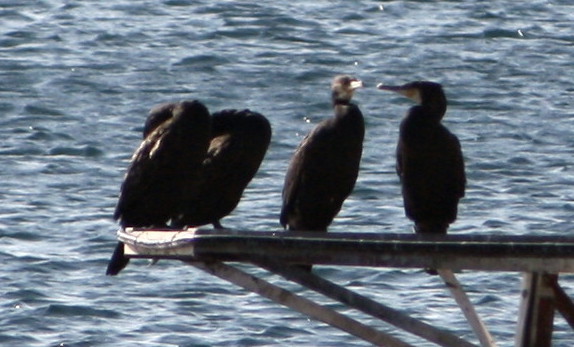 cormorani?